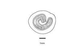   Embryo:  Opuntia megacantha; Illustration by K. Parker, Kirkbride et al. (2006)
